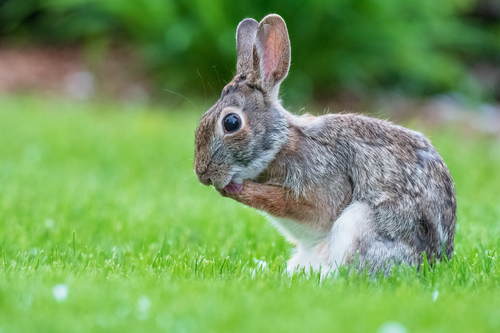 Eastern Cottontail, photo 9 of 10