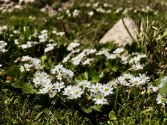 Dichosciadium ranunculaceum