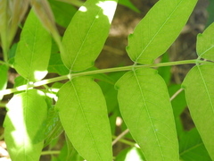 Ailanthus altissima
