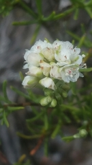 Polygonum dentoceras