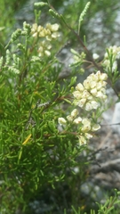 Polygonum dentoceras