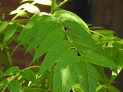 Ailanthus altissima