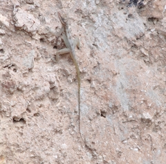 Anolis lucius