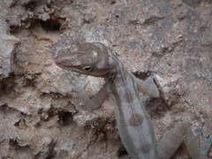 Anolis lucius