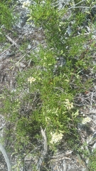 Polygonum dentoceras