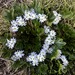 Wreath Pennywort - Photo (c) Casey, some rights reserved (CC BY-NC), uploaded by Casey