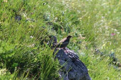 Mirlo capiblanco (Turdus torquatus)