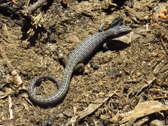 Elgaria coerulea palmeri