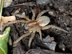 Trochosa terricola