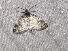 Lobophora nivigerata