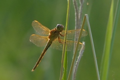 Libellula auripennis