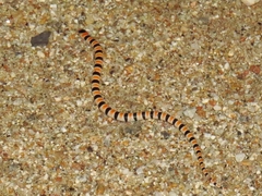 Sonora annulata