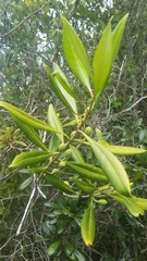 Image of Cartrema floridana