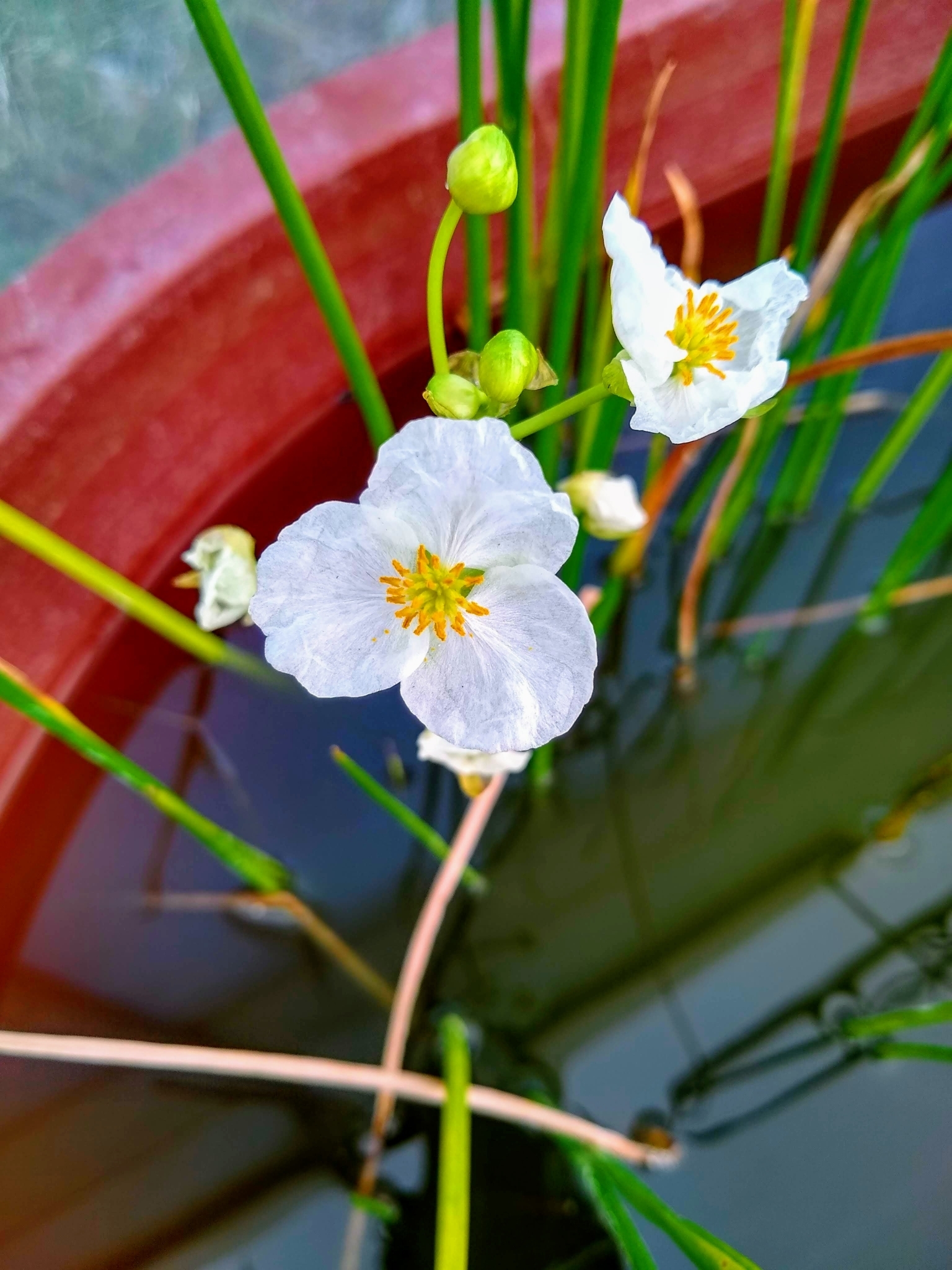 Sagittaria demersa