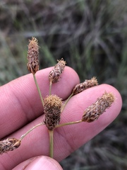 Fimbristylis puberula