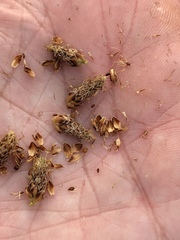 Fimbristylis puberula