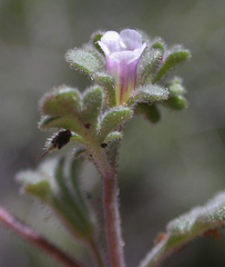 Phacelia affinis
