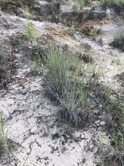 Fimbristylis puberula