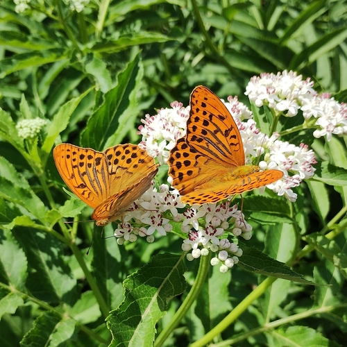 Silver-washed fritillary