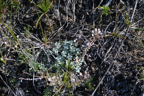 Image of Odontarrhena obovata by (c) Syd Cannings, some rights reserved (CC BY)