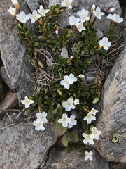 Epilobium tasmanicum