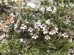 Euphrasia alsa