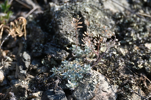 Image of Odontarrhena obovata by (c) Syd Cannings, some rights reserved (CC BY)