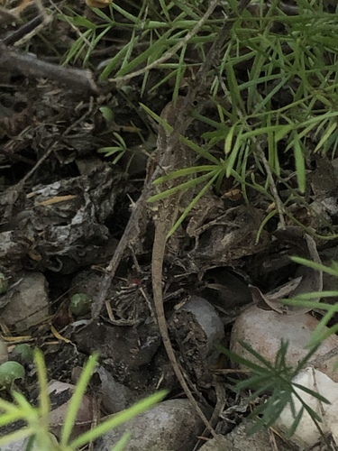 Asparagus aethiopicus image
