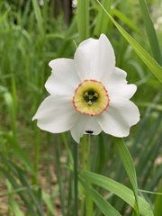 Narcissus poeticus