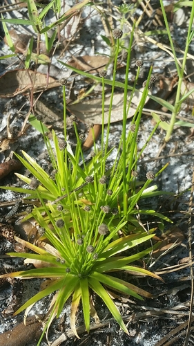 Image of Lachnocaulon engleri by (c) Jay Horn, some rights reserved (CC BY)