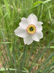 Narcissus poeticus