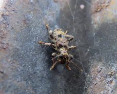 Stigmatium mastersii
