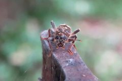 Stigmatium mastersii