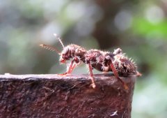 Stigmatium mastersii