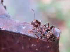 Stigmatium mastersii