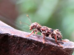 Stigmatium mastersii