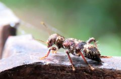 Stigmatium mastersii