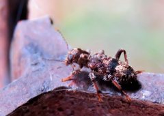 Stigmatium mastersii