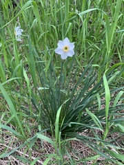 Narcissus poeticus