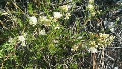 Polygonum dentoceras