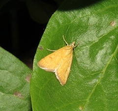 Ostrinia