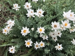 Rhodanthe anthemoides