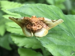 Pyrinioides sinuosus