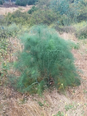 Foeniculum