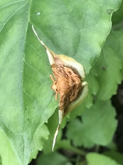 Pyrinioides sinuosus