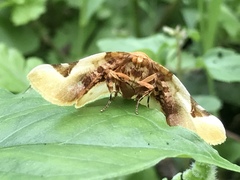 Pyrinioides sinuosus