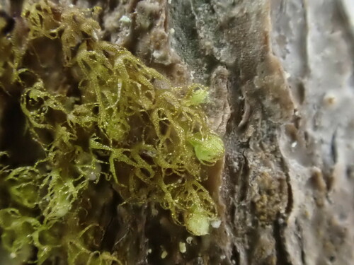 Image of Ptilidium californicum by (c) Chris Fluit, some rights reserved (CC BY)