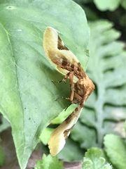 Pyrinioides sinuosus