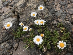 Brachyscome stolonifera
