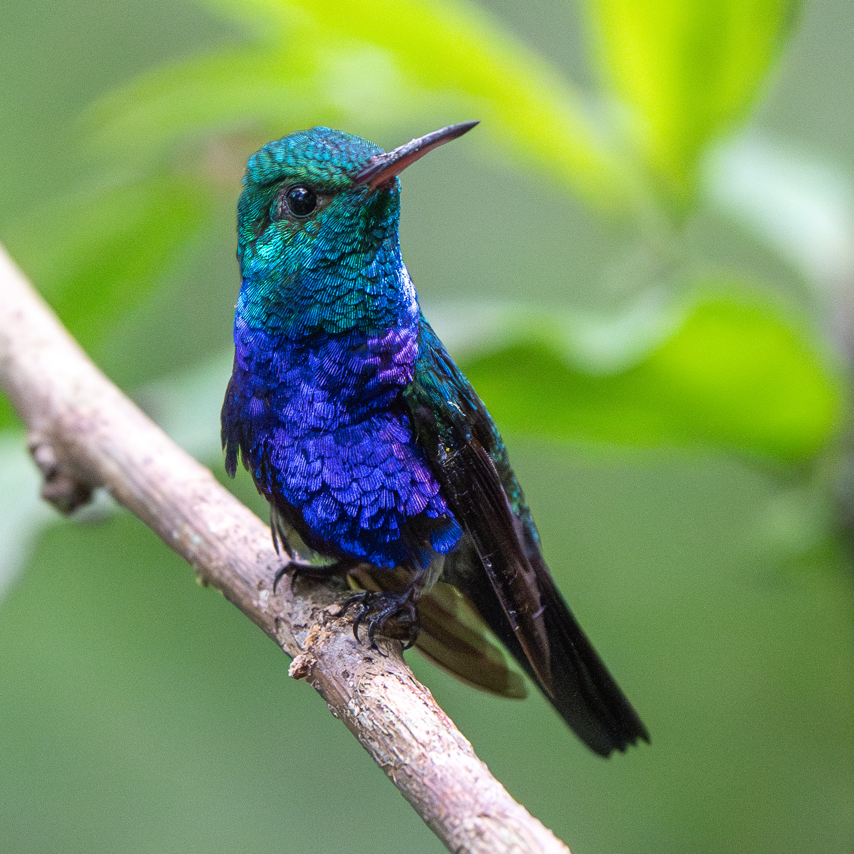 Violet-bellied Hummingbird illustration
